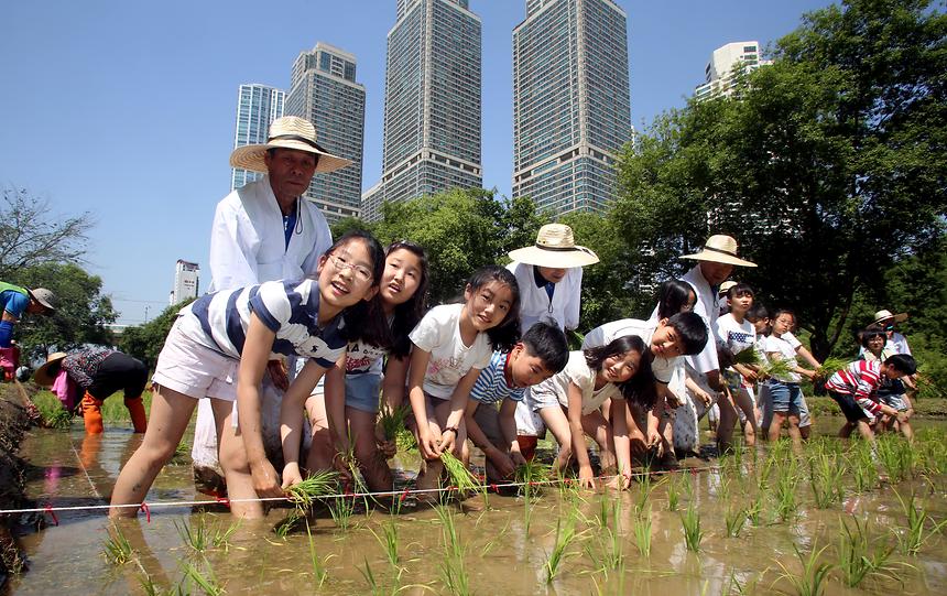 2015양재천 전통모내기 체험행사 - 9