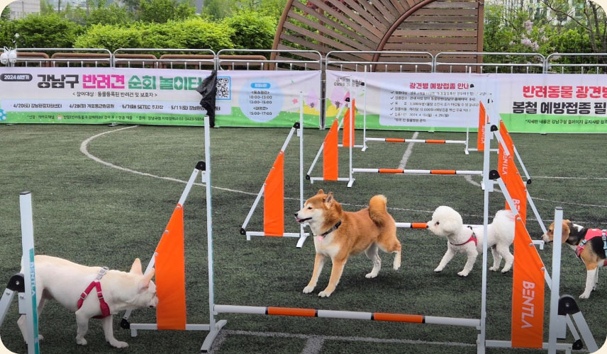 반려견들을 위한 다양한 놀이 시설