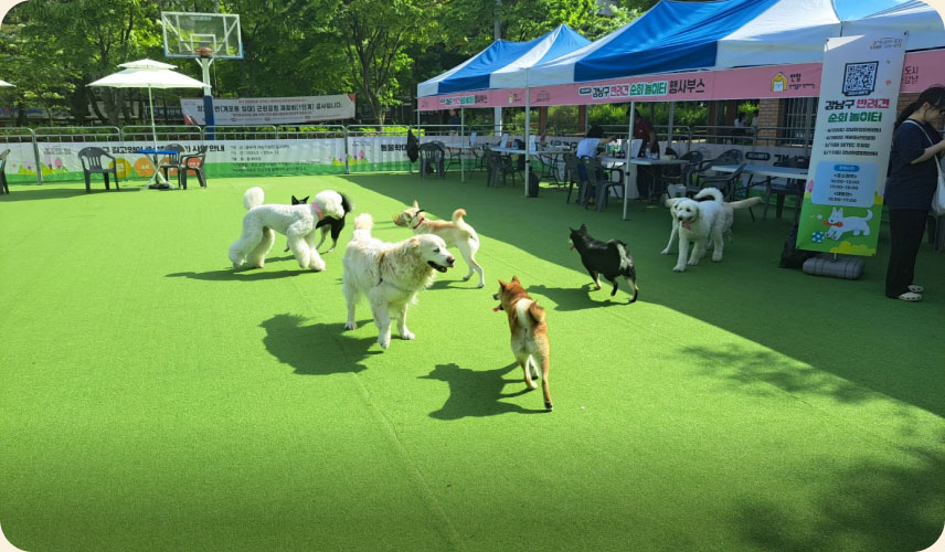 반려견 순회 놀이터에 나온 댕댕이들
