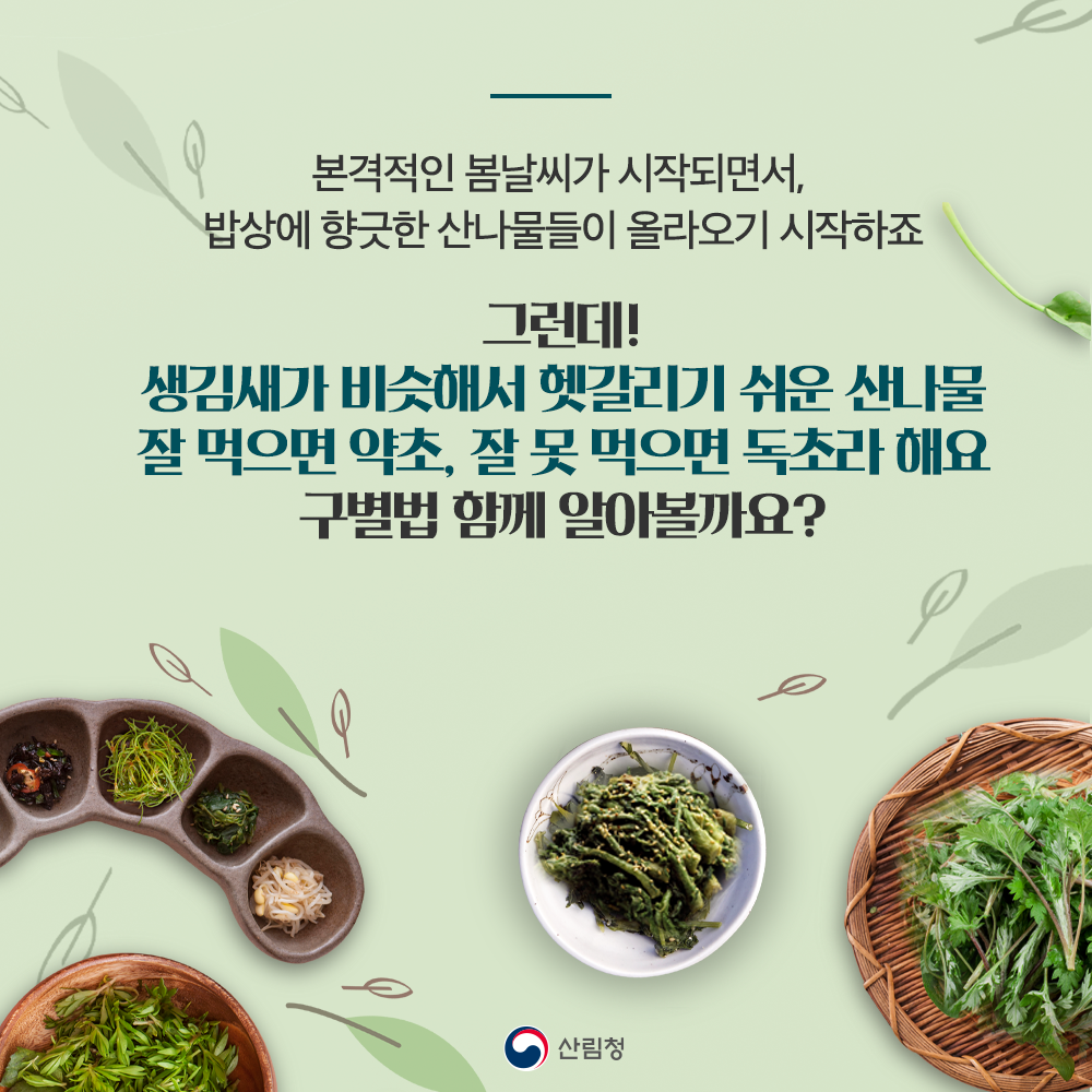 본격적인 봄날씨가 시작되면서 밥상에 향긋한 산나물들이 올라오기 시작하죠. 그런데, 생김새가 비슷해서 헷갈리기 쉬운 산나물!  잘 먹으면 약초, 잘못 먹으면 독초라 해요. 구별법 함께 알아볼까요?