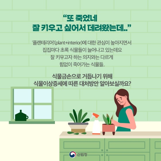 식물을 이용한 인테리어를 의미하는 플랜테리어에 관심이 높아지면서 집집마다 초록 식물들이 늘어나고 있는데요. 그러나 잘 키우고자 하는 의자와는 다르게 힘없이 죽어가는 식물들 때문에 고민이 많은 분들도 계십니다. 오늘은 식물 금손으로 거듭나기 위해 식물 이상 증세에 따른 대처 방안을 알아보겠습니다.