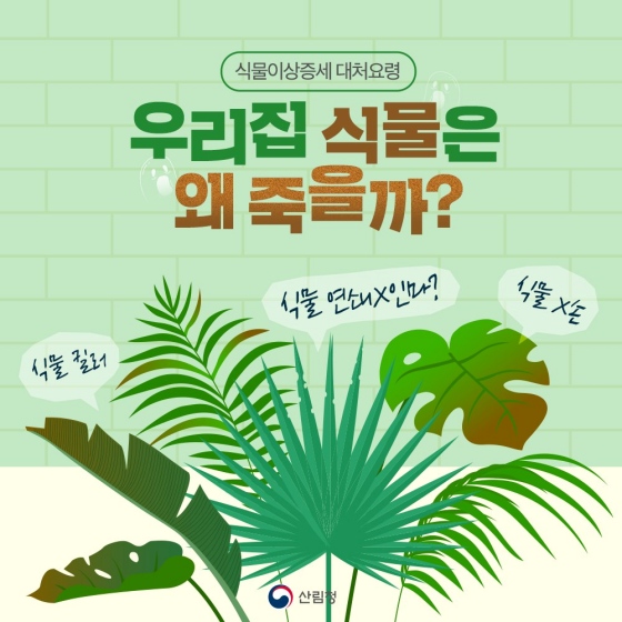 식물만 키우면 자꾸 죽는다는 똥손들을 위한 식물이상증세 대처요령에 대해 알아보겠습니다.