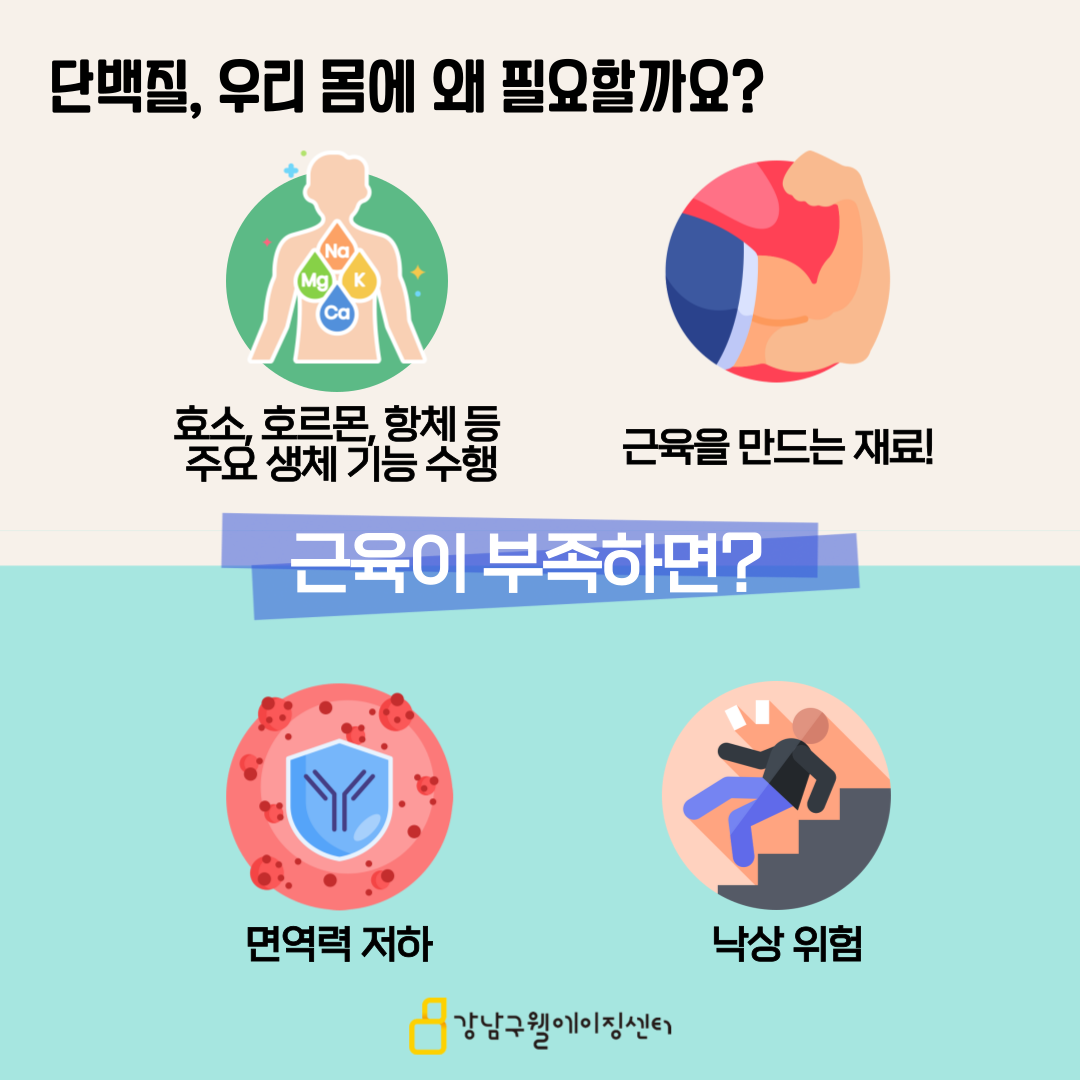 단백질은 우리 몸에서 효소, 호르몬, 항체 등 주요 생체 기능을 수행하고 근육을 만드는 재료로 쓰입니다. 근육이 부족하면 면역력이 저하되고 낙상의 위험이 높아집니다.