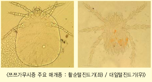 쯔쯔가무시증 주요매개종: 활순털진드기(좌), 대앞털진드기(우)