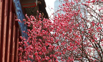 [강남사진관] 봄의 시작 알리는 홍매화